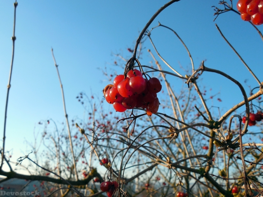 Devostock Belladonna Berry Plant Fruit
