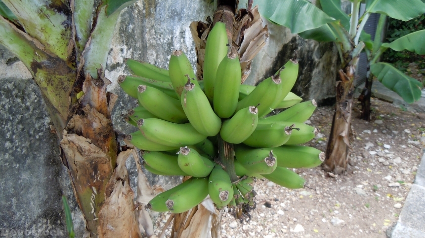Devostock Bermuda Bananas Plant Fruit