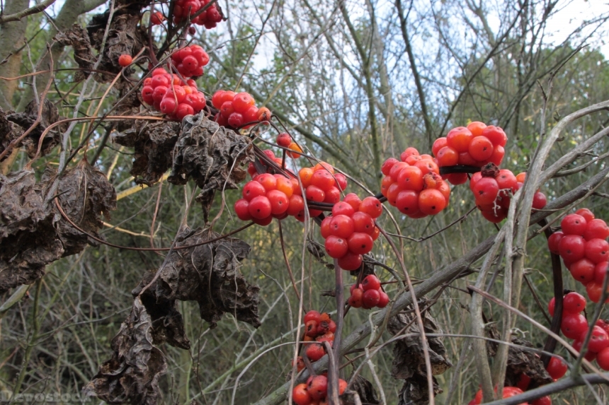 Devostock Berries Berry Communis Dioscorea