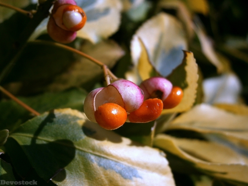 Devostock Berries Berry Fruits Infructescence 0