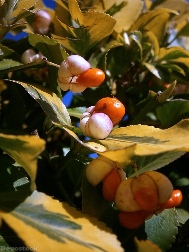 Devostock Berries Berry Fruits Infructescence