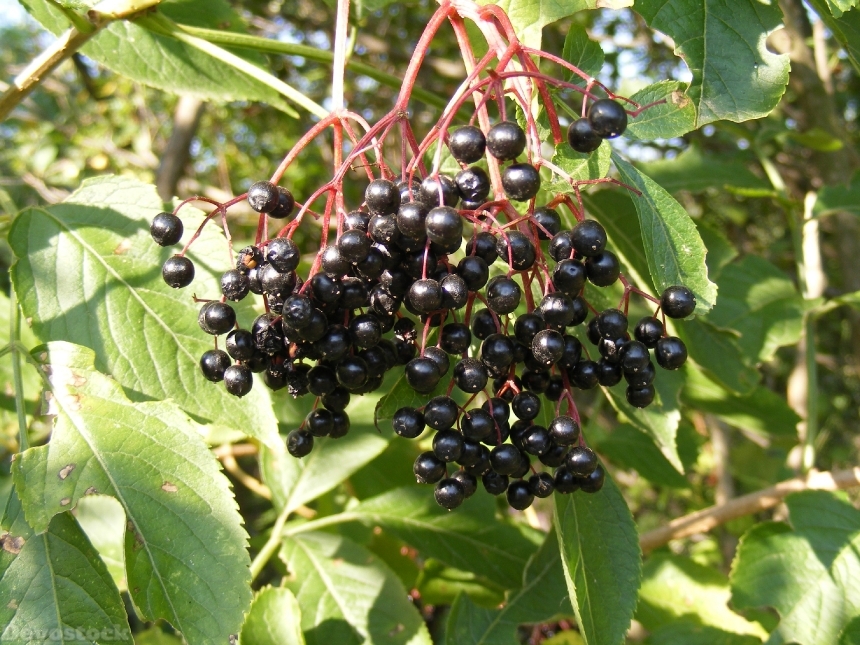 Devostock Berries Black Common Elder 0