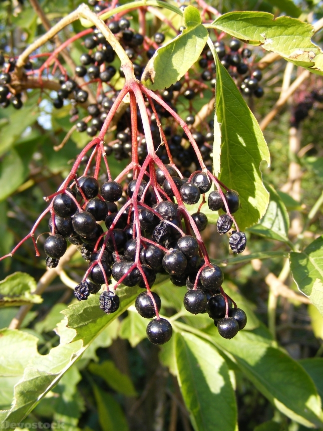Devostock Berries Black Common Elder