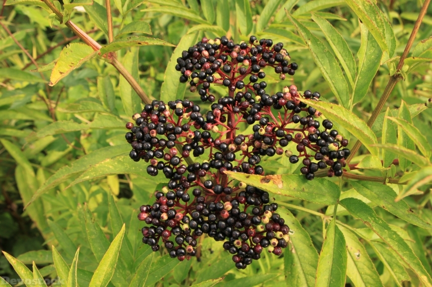 Devostock Berries Black Danewort Ebulus 0