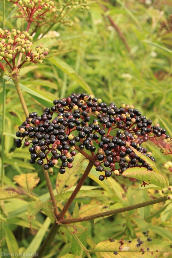 Devostock Berries Black Danewort Ebulus 1