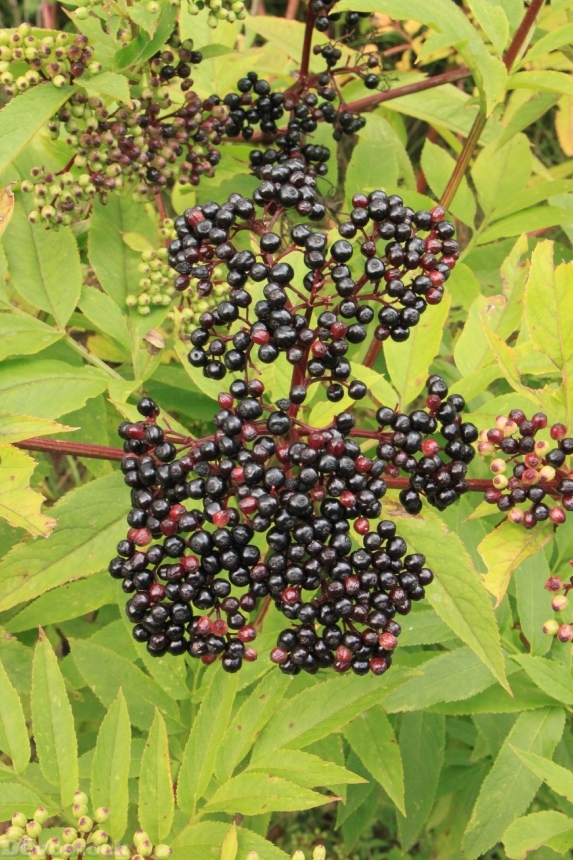 Devostock Berries Black Danewort Ebulus