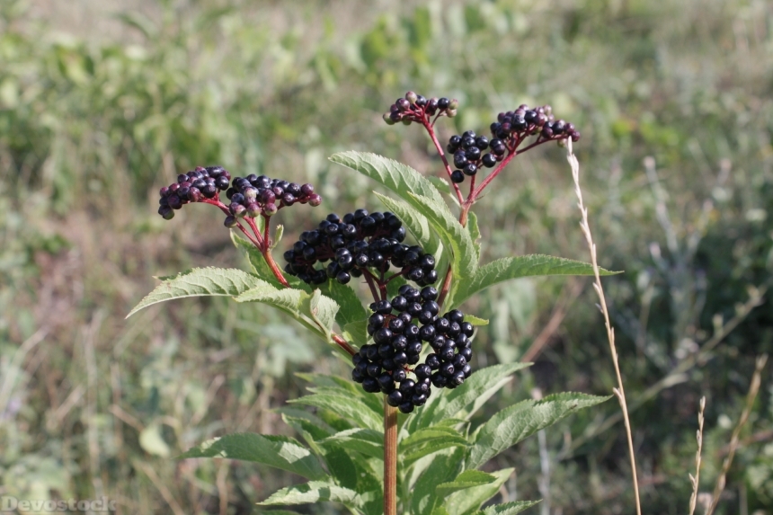 Devostock Berries Black Ebulus Ripe 0