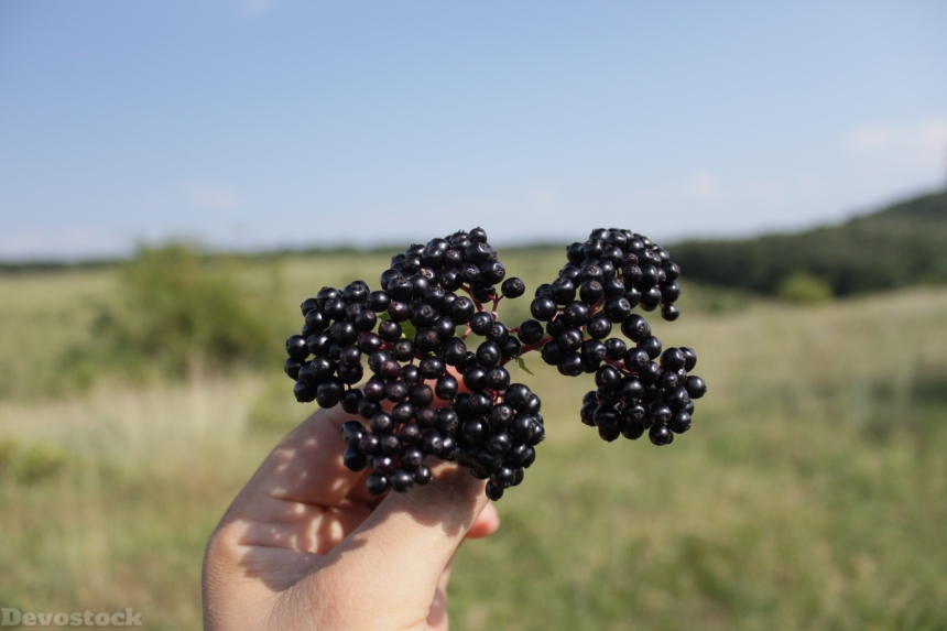 Devostock Berries Black Ebulus Ripe 2
