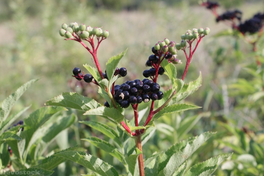 Devostock Berries Black Ebulus Ripe