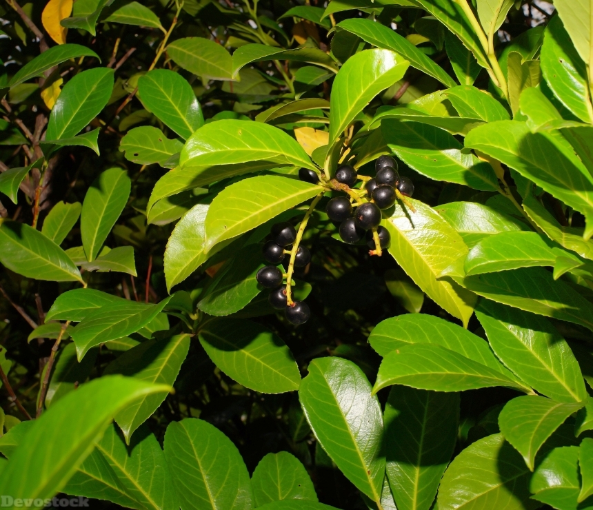 Devostock Berries Black Fruits Nature