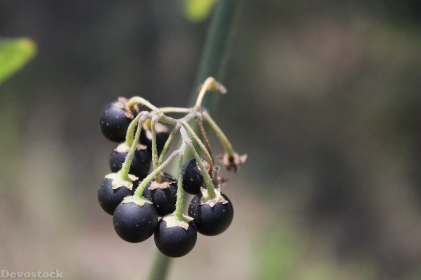 Devostock Berries Black Nigrum Poisonous 0