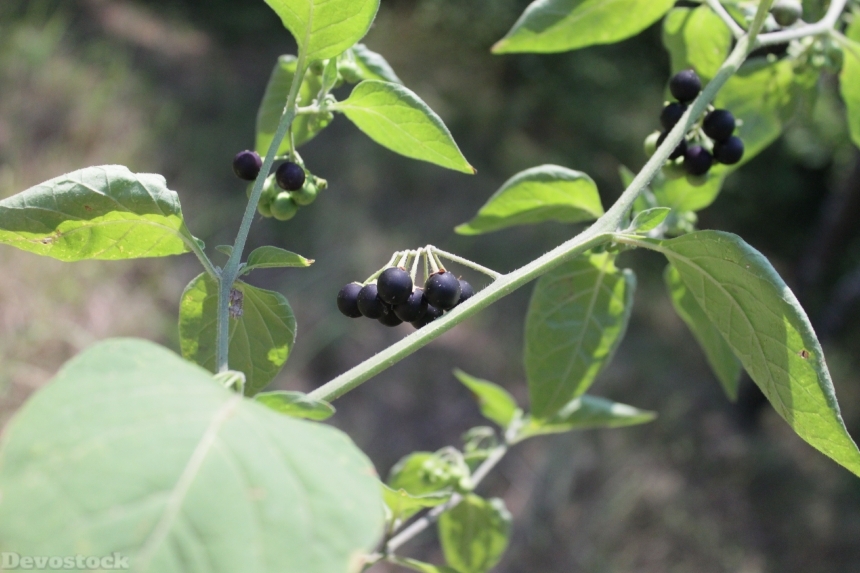 Devostock Berries Black Nigrum Poisonous