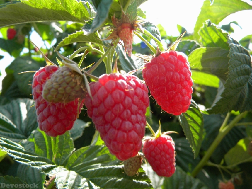 Devostock Berries Blackberry Fruit Organic