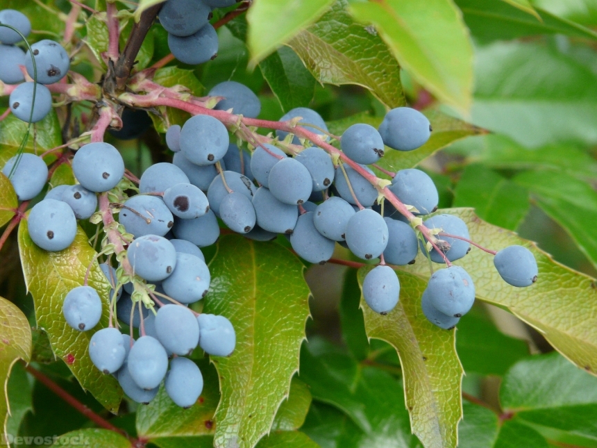Devostock Berries Blue Fruit Plant 0