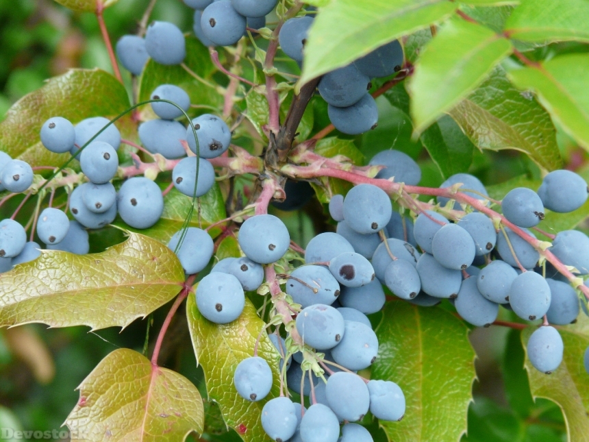 Devostock Berries Blue Fruit Plant 1