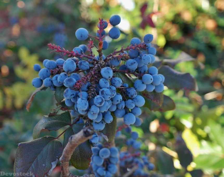 Devostock Berries Blue Fruit Plant