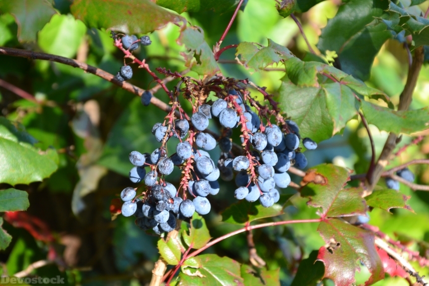 Devostock Berries Blue Ripe Fruit