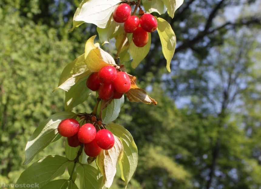 Devostock Berries Cornel Cornus Dogwood