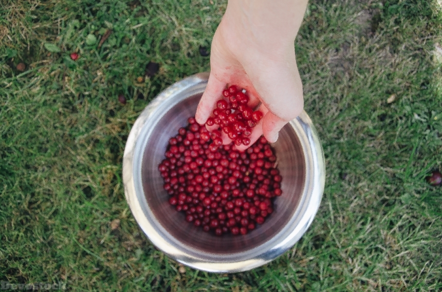 Devostock Berries Crop Hand Red