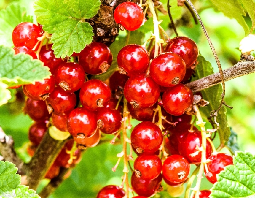 Devostock Berries Currants Red Vitamins
