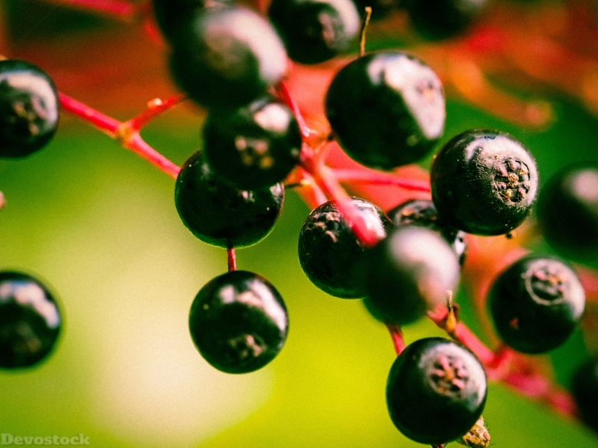 Devostock Berries Elder Black Elderberry
