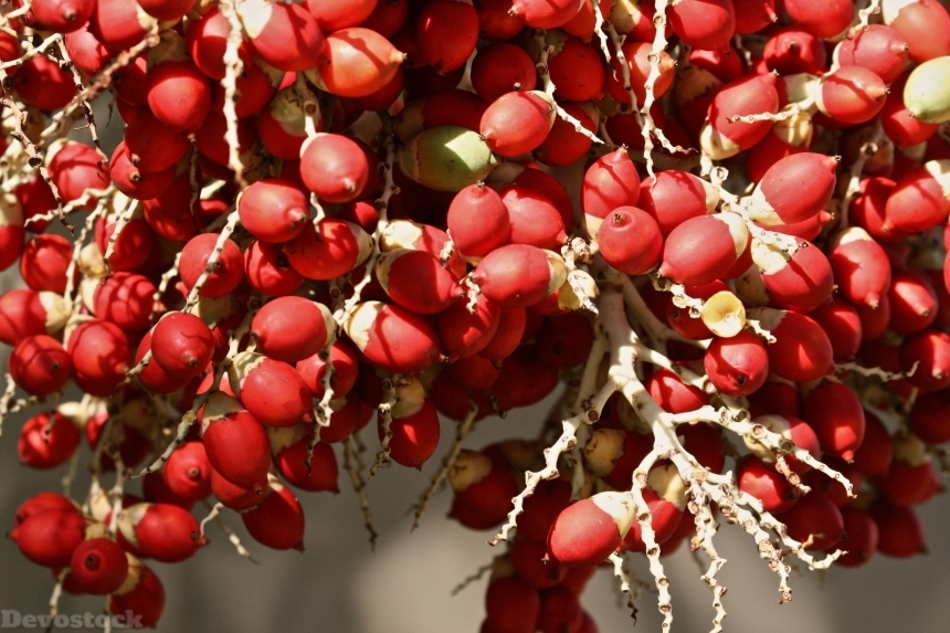 Devostock Berries Fruit Natural Nature