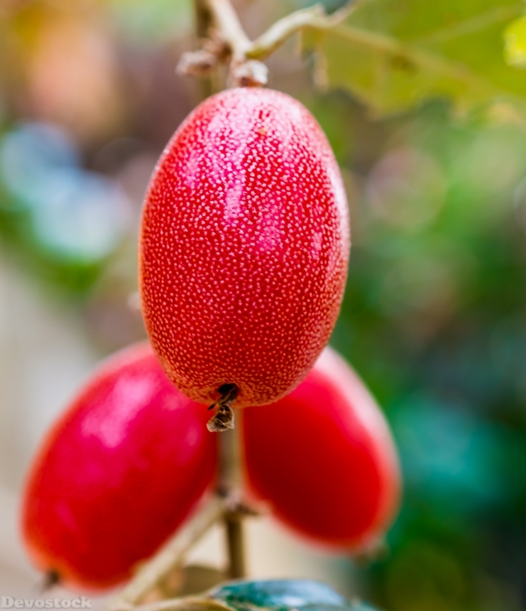 Devostock Berries Fruit Red 289500