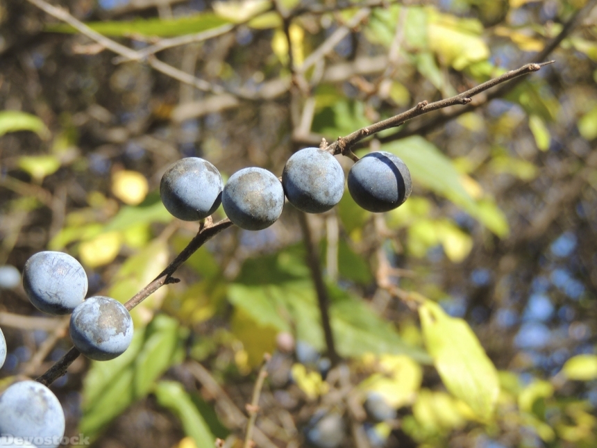 Devostock Berries Fruits Autumn Blue