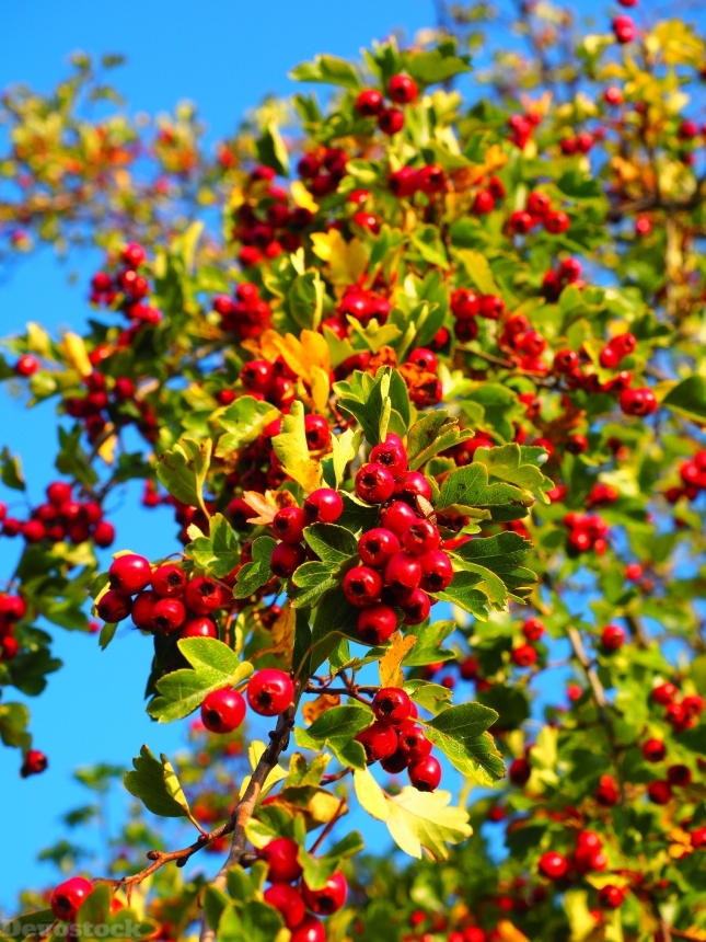 Devostock Berries Fruits Red 693922
