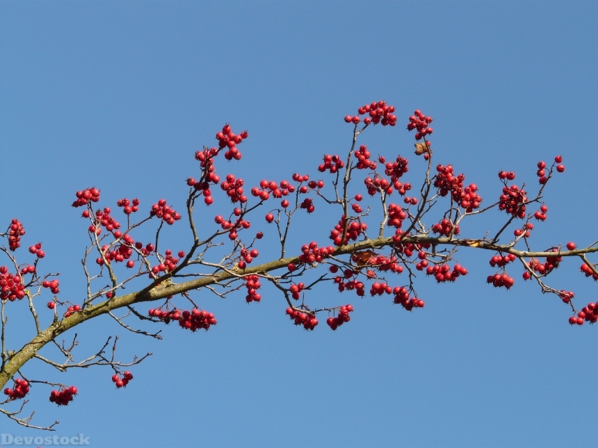 Devostock Berries Fruits Red Tree 10