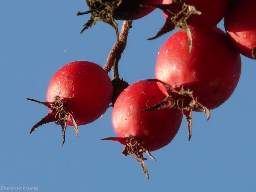 Devostock Berries Fruits Red Tree 13