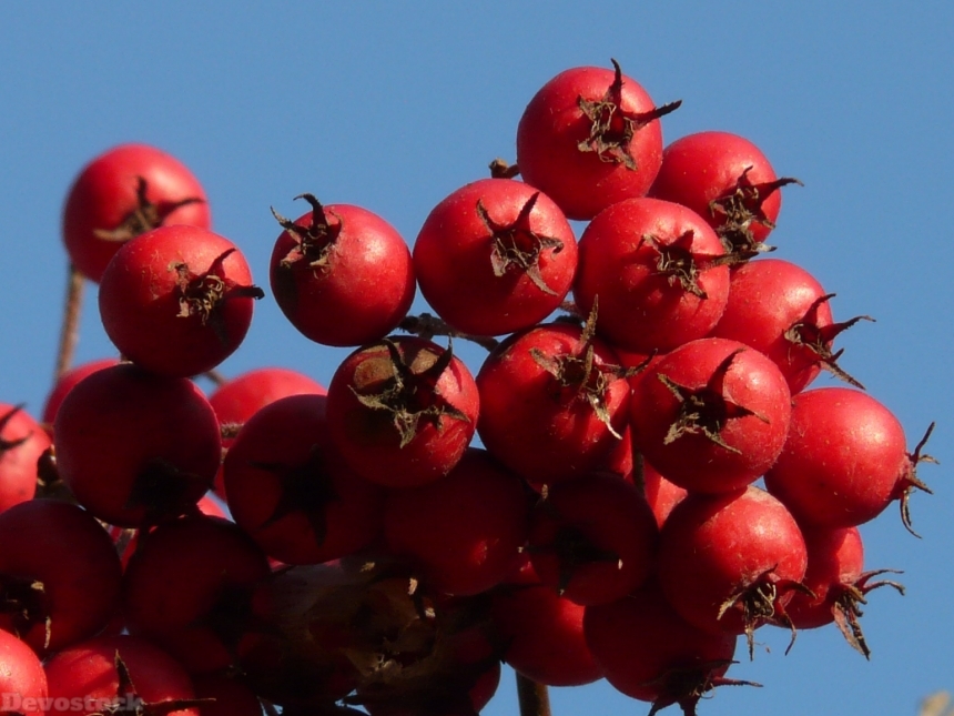 Devostock Berries Fruits Red Tree 15