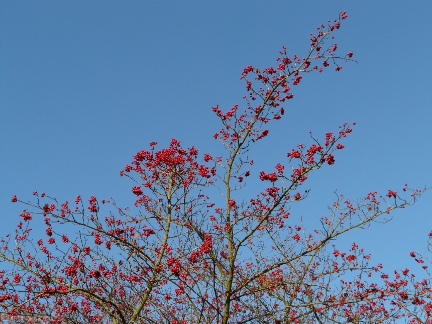 Devostock Berries Fruits Red Tree 16