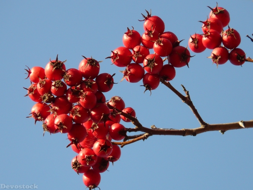 Devostock Berries Fruits Red Tree 5