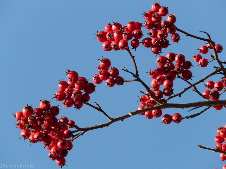 Devostock Berries Fruits Red Tree 6