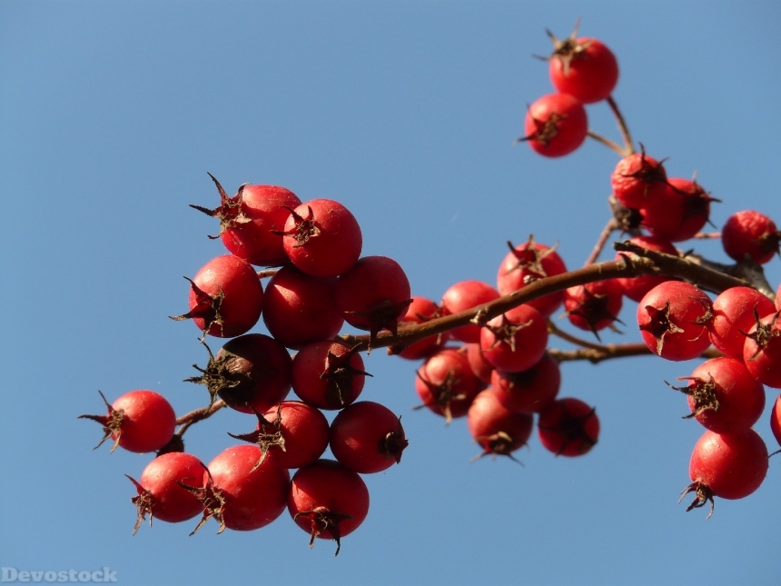 Devostock Berries Fruits Red Tree 8