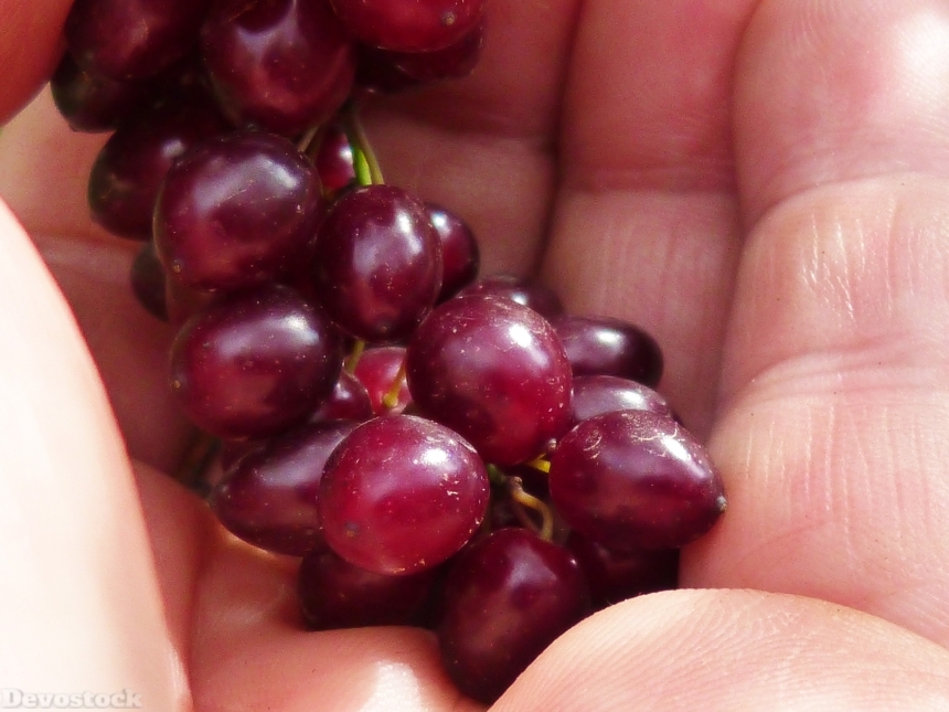 Devostock Berries Hand Macro Detail