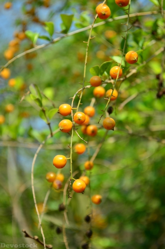 Devostock Berries Orange Fruit Plant 0