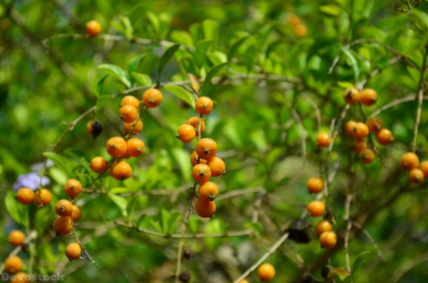 Devostock Berries Orange Fruit Plant