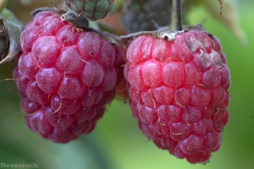 Devostock Berries Raspberries Close Fruit