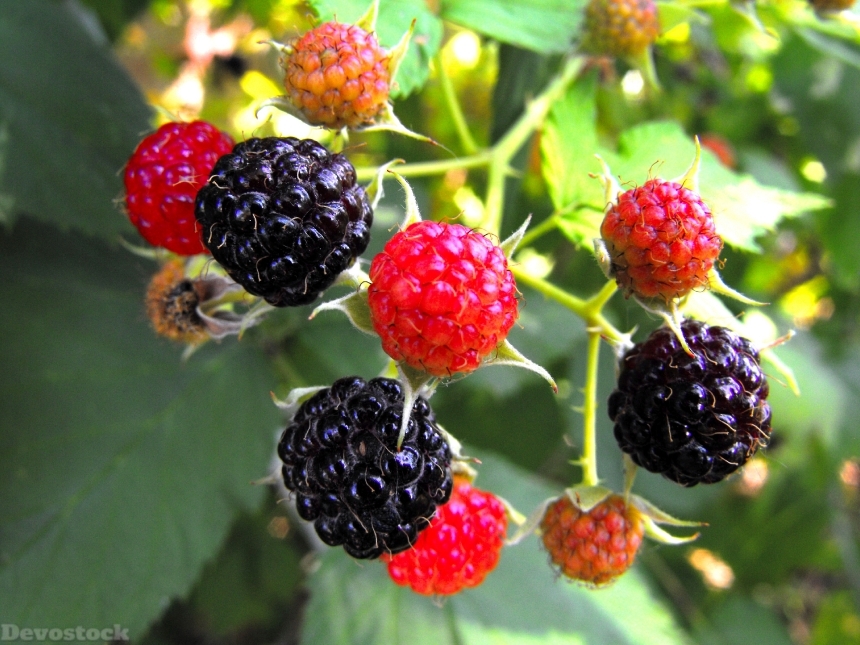 Devostock Berries Raspberries Fruits Food