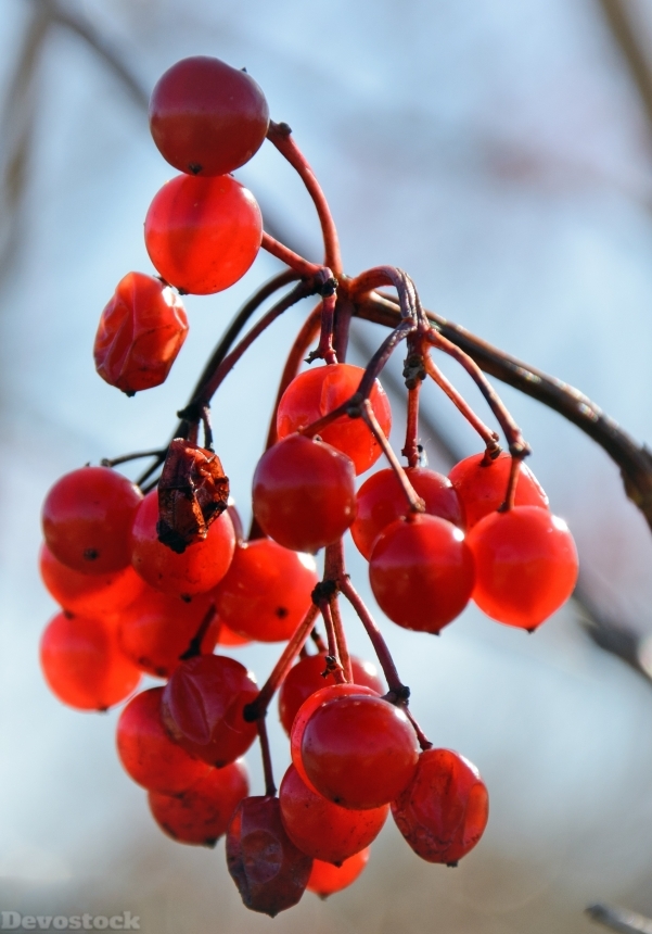 Devostock Berries Red Bush Fruits