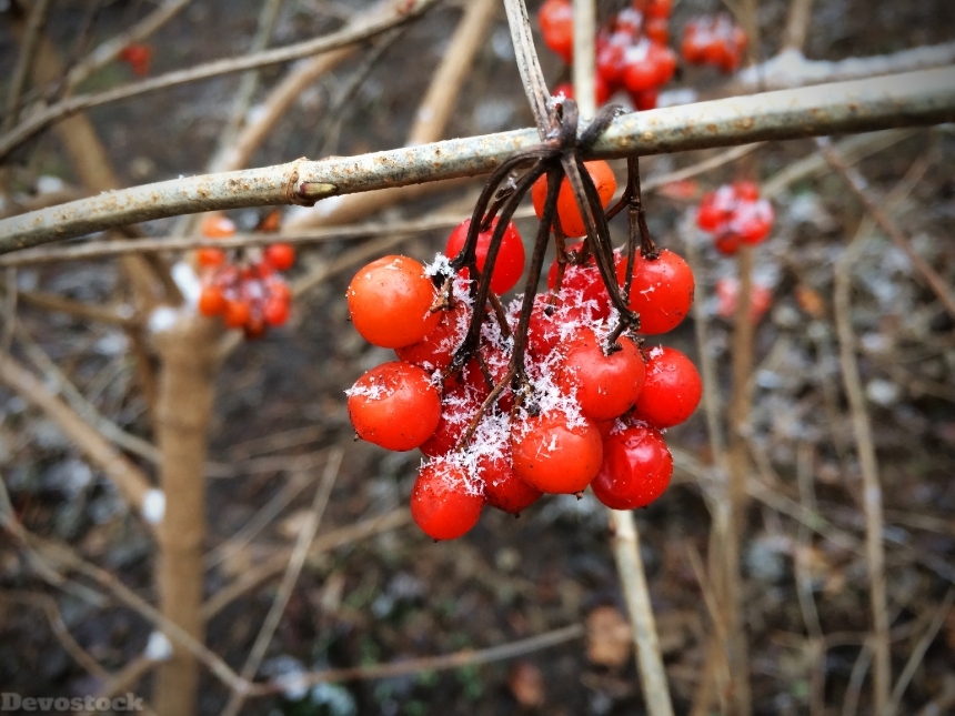 Devostock Berries Red Fruit Snow
