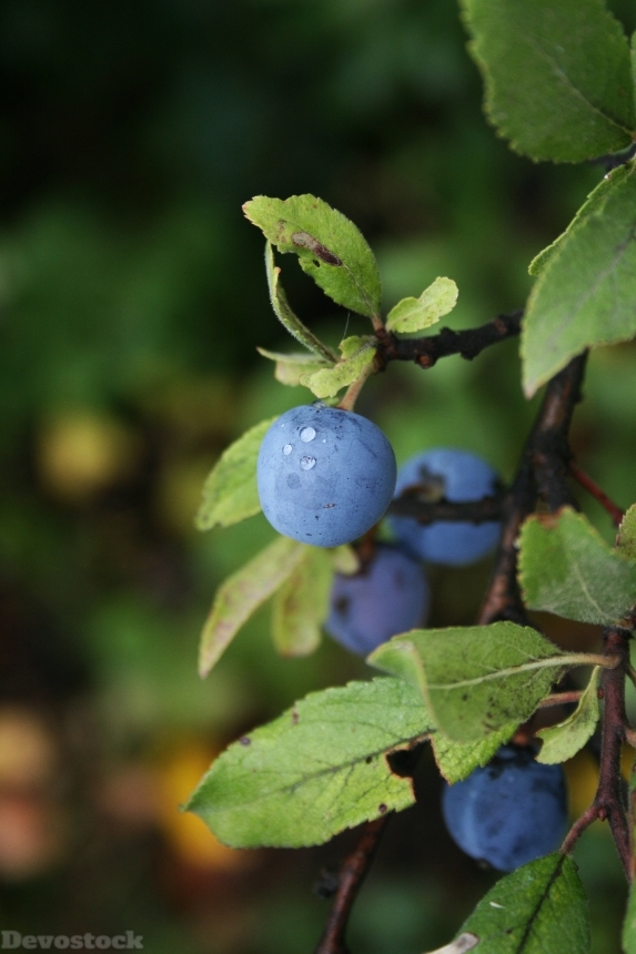 Devostock Berry Berry Crop Bush