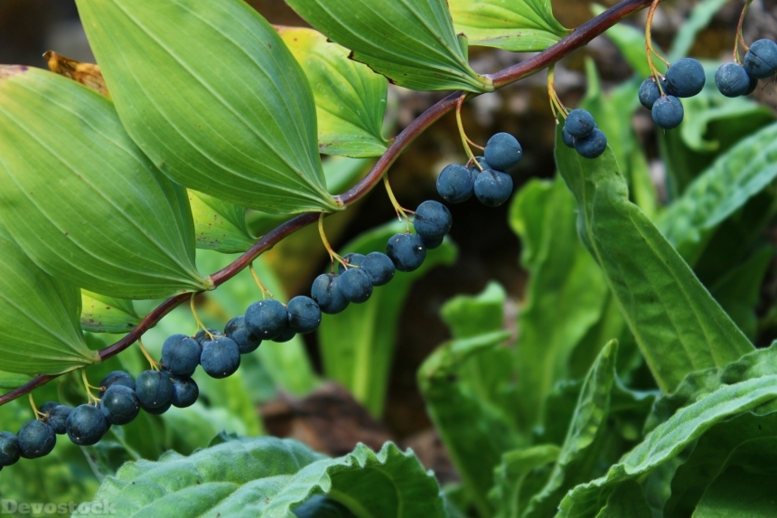 Devostock Berry Blue Plant Fruits