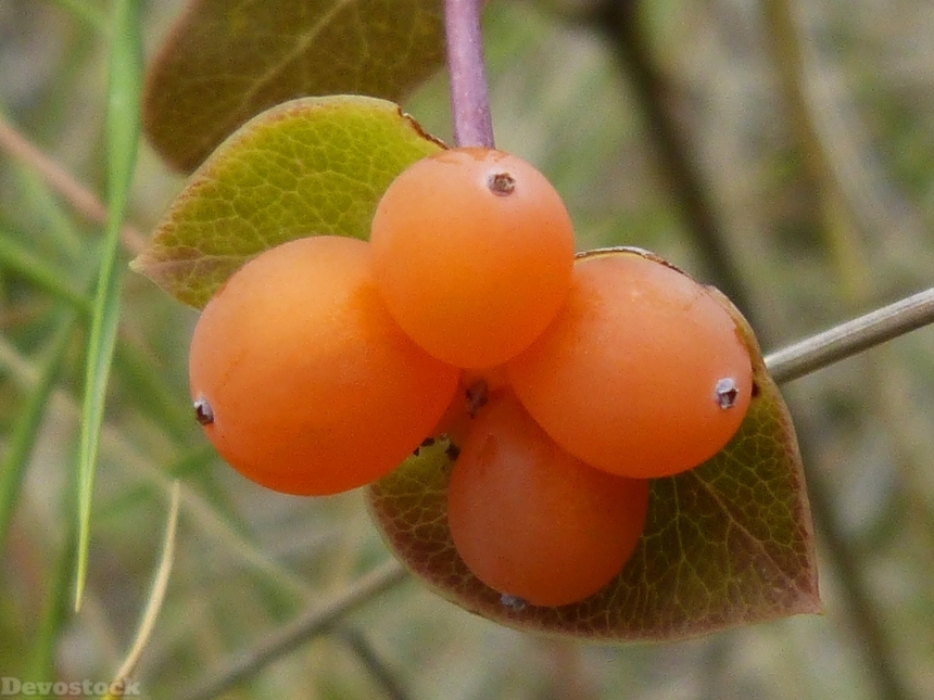 Devostock Berry Honeysuckle Forest Fruit