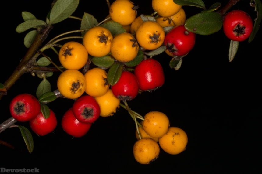 Devostock Berry Macro Red Fruits