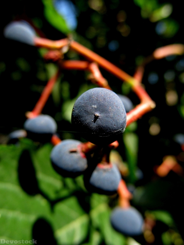 Devostock Berry Plant Natural Nature
