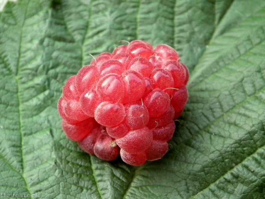 Devostock Berry Raspberry Fruit Red 2