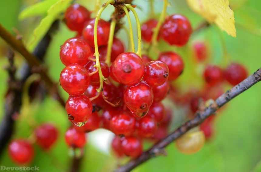 Devostock Berry Red Food Fruit